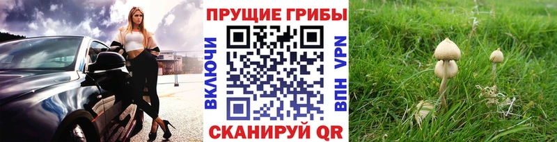 Псилоцибиновые грибы Cubensis  Бакал 